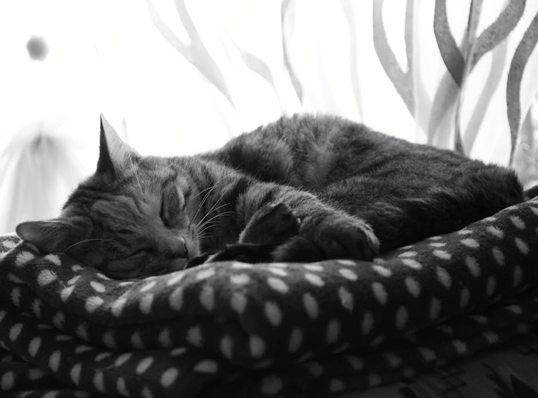 dibujos de gatos a lapiz tumblr