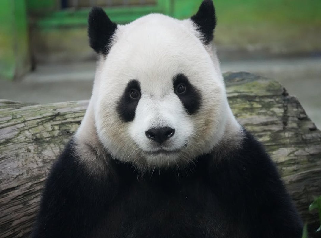 imagens do panda e os caricas para imprimir