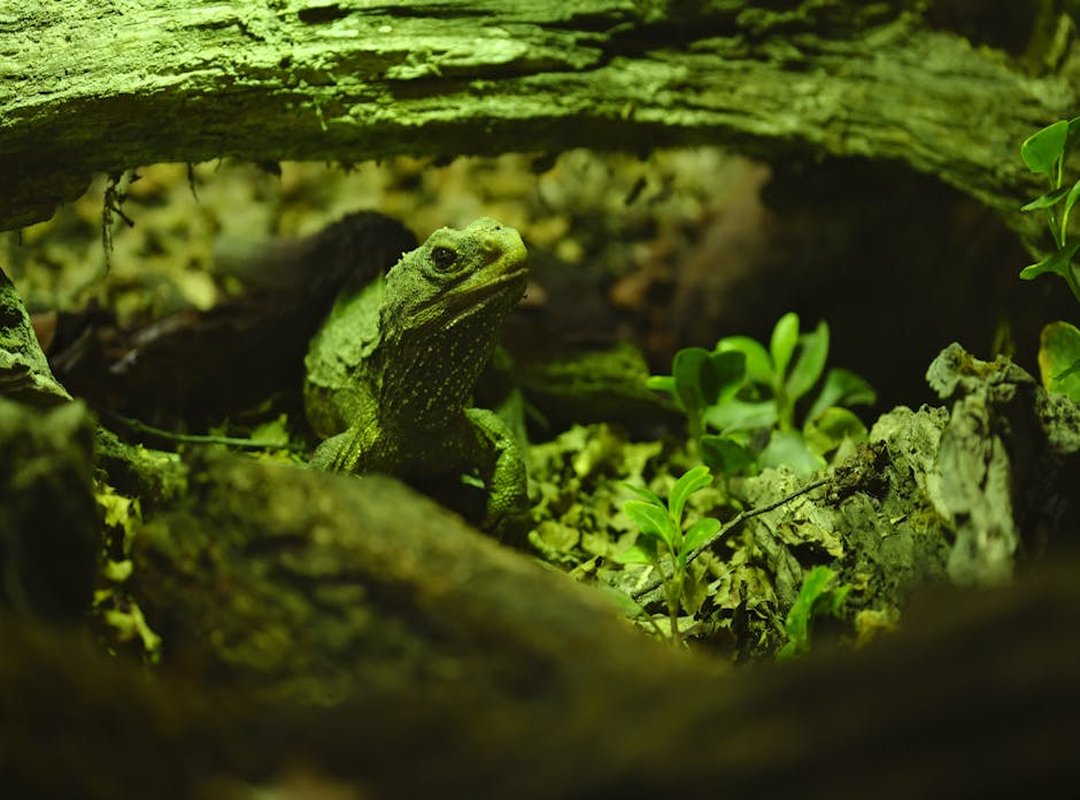 new zealand reptile crossword clue