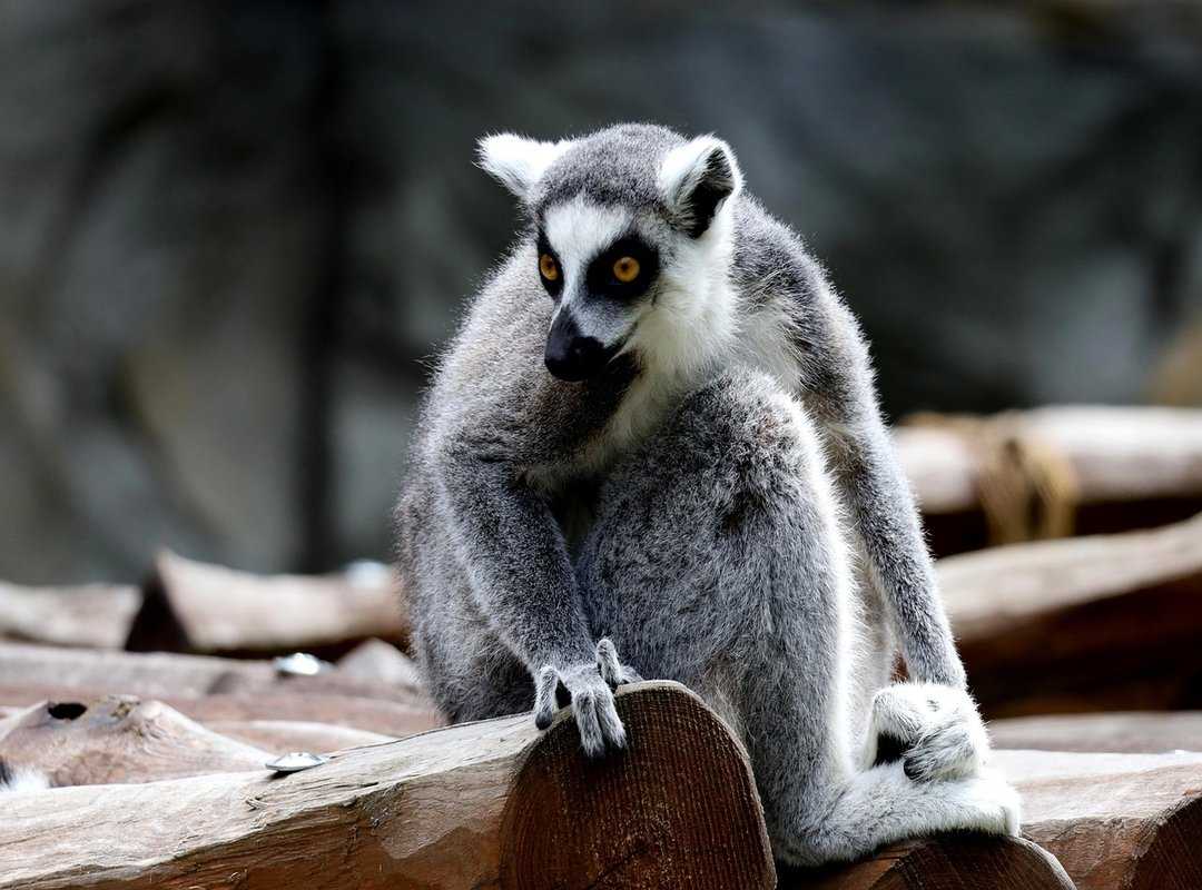 advanced yoga poses