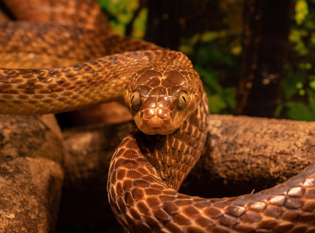 A Visual Checklist for Identifying Snake Scat