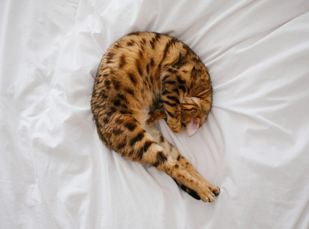 kleurplaat catnap