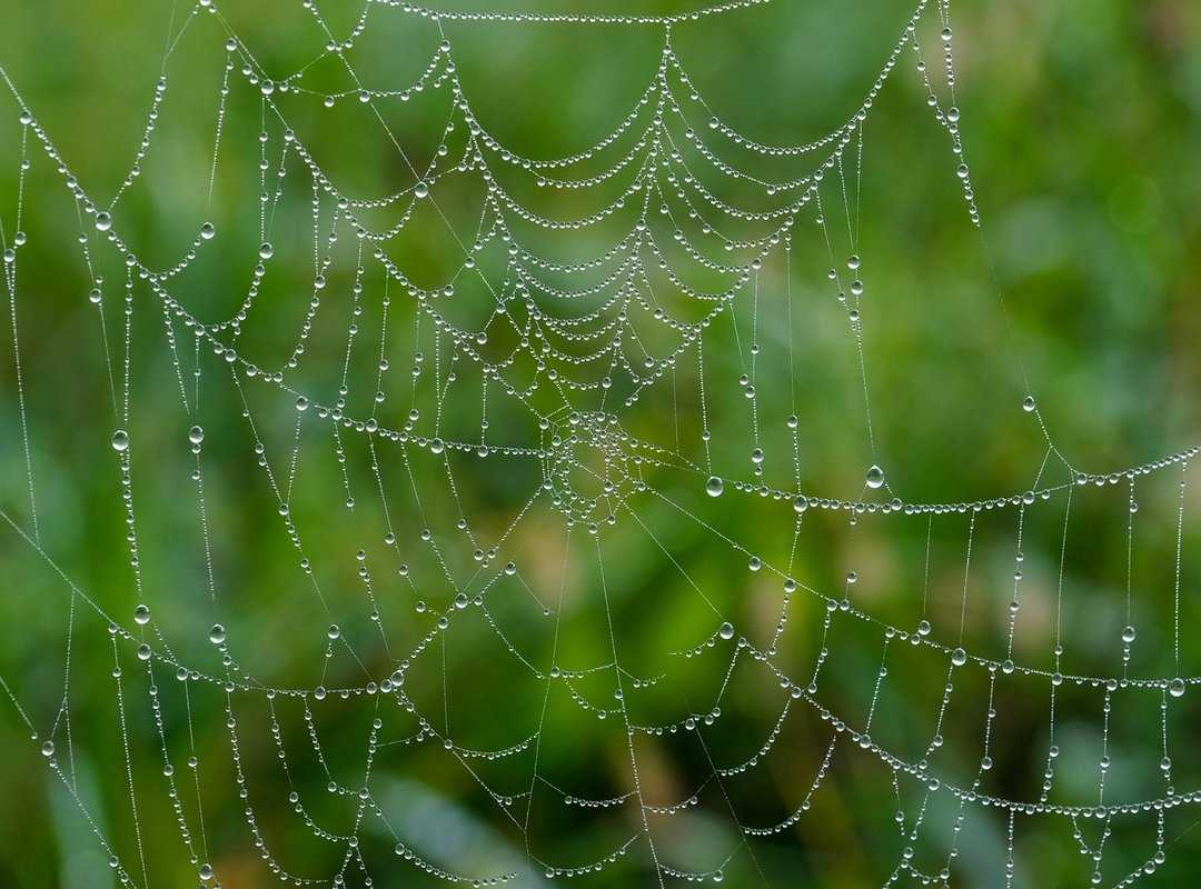 Benefits of Using WHAPWEB Web